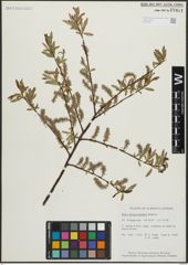 Foto von Salix arbusculoides Andersson